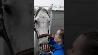 Boiterie postérieur chez un cheval  examens échographiques [upl. by Daveta]