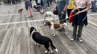 Doo Dah Parade  Ocean City NJ 2023 [upl. by Rosenkranz]