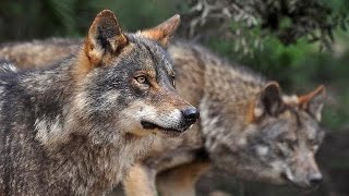 El regreso del lobo iberico a Extremadura 🐺 Documental lobo ibérico HD 🐺 [upl. by Kerwinn]