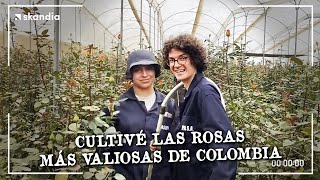 Así se cultivan las FLORES QUE SE EXPORTAN A EUROPA  El negocio MÁS BONITO de Colombia [upl. by Gilberto]