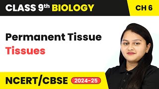 Permanent Tissue  Tissues  Class 9 Biology Chapter 6  CBSE 202425 [upl. by Kenny538]