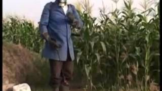 Maize Production Steps Including Application of Foliar Fertilizers Part II [upl. by Gerhan218]