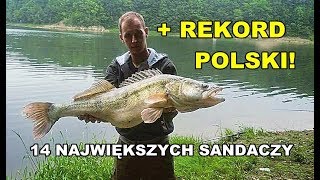 Sandacz rekord Polski  14 największych sandaczy z zeszłego sezonu według WW [upl. by Rothwell]