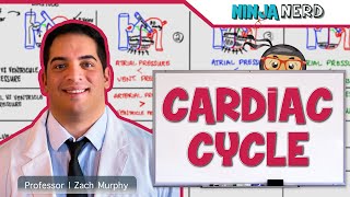 Cardiovascular  Cardiac Cycle [upl. by Scheider922]