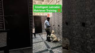 Intelligent Labrador Retriever Training 💯 session 495 shorts [upl. by Ijat]