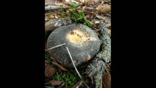 Russula crustosa [upl. by Mareld105]