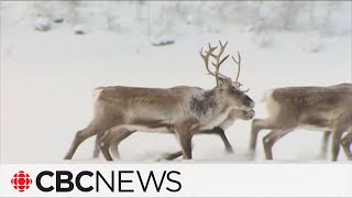 NWT appeal court reserves decision in how Colville Lake caribou are managed [upl. by Tuckie31]