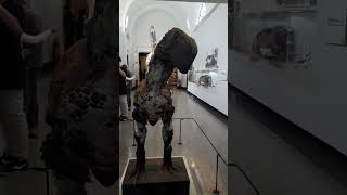 Museu de Zoologia da usp passeiogratuíto parte 13 shorts [upl. by Menides]