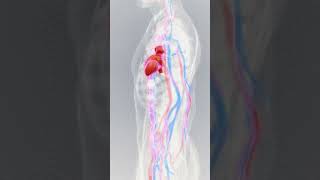 Human Heart Pumping Animation  Watch your heart in action [upl. by Ibob]