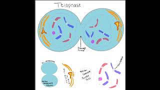 Mitosis video [upl. by Inaffit]