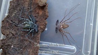 Tailless whip scorpion just molted Damon diadema  Geißelspinne frisch gehäutet [upl. by Ilyse]