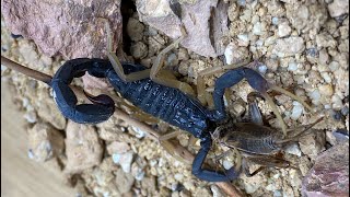 PET ALLIGATOR BACKED SCORPION STINGS AND EATS A CRICKET Hottentotta franzwerneri [upl. by Euton629]