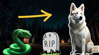 🐶 Mi Perro me SALVÓ de la mordedura de una SERPIENTE 🐍 y se SACRIFICÓ por mí [upl. by Maxima433]