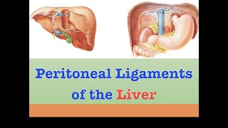 Peritoneal Ligaments of the Liver [upl. by Dedra682]