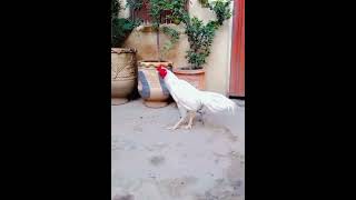 Mianwali aseel murgha rooster chicken charsaddaaseelmurgha [upl. by Eiramanin]