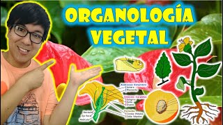 BIOLOGÍA FREE   REINO PLANTAE II  ORGANOLOGIA VEGETAL  Raíz tallo hojas flores y frutos 👉😍🌿 [upl. by Goat412]