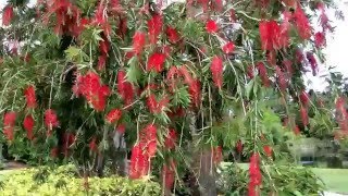 Bottle brush tree [upl. by Ashbaugh]