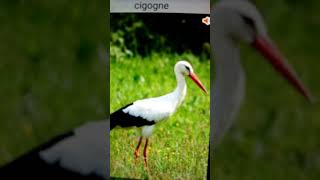 Bruit De La Cigogne  Stork Sound [upl. by Obara]