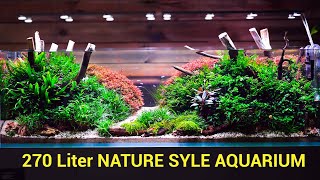 720 Liter Nature Style Aquarium [upl. by Annayk996]