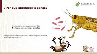 Generalidades de Bacterias Entomopatógenas Sep 2023 UAM [upl. by Ray86]