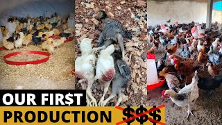 Poultry farming in Africa A recap from our first batch of chickens [upl. by Eilrebmik]