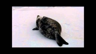 Weddell Seals  Whats That Sound [upl. by Fedak]