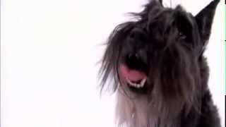 dogs 101  miniature schnauzer [upl. by Naves]