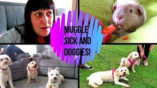 Muggle sick and doggies [upl. by Yendic823]