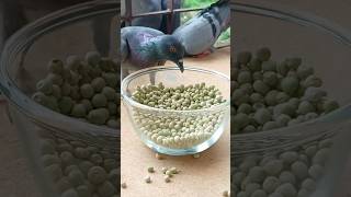 Birds Feeding ASMR birds pigeon shorts [upl. by Rusel506]