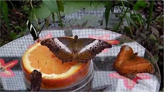 Exhibition of tropical butterflies  Munich Botanical Garden [upl. by Engud]