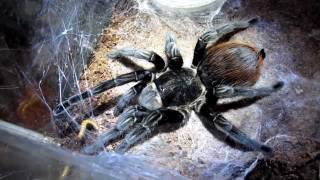 Brachypelma Vagans eating mealworms [upl. by Ecnerual223]