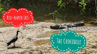 The Crocodile And Rednaped Ibis [upl. by Bibi]