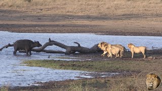 THE BEST LIONS KILL BUFFALO VIDEO EVER  Battle At Kumana Dam Kruger National Park [upl. by Cr96]