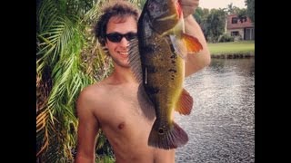 Snapper Creek Canal Peacock Bass in Miami Florida [upl. by Eleph]