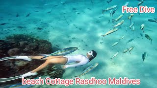 beach Cottage Rasdhoo Maldives Snorkeling guest from china 🇨🇳 [upl. by Rubel94]