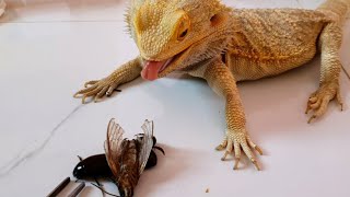 Bearded Dragon Owners Are Freaking Out About This One Snack [upl. by Nuahsyt]