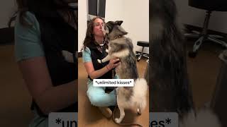 Sapphie the pomsky goes to 6 month cancer check up [upl. by Norine]