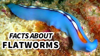 Flatworm Facts WORMS that can live INSIDE YOU  Animal Fact Files [upl. by Yrdnal]