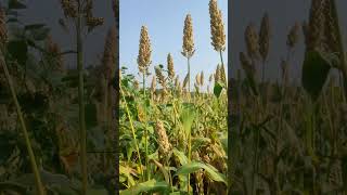 Sorghum of our farm farming life [upl. by Beattie966]