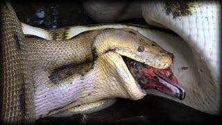 Python Eats Duck 02 Time Lapse [upl. by Atikim]