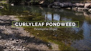 Curlyleaf Pondweed [upl. by Aziram]