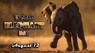 Happy World Elephant Day  August 12  Short Describe  Elephant News  Protect Elephant wildlife [upl. by Hadeehsar]