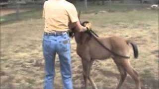 Teaching a Foal To Lead [upl. by Corliss]