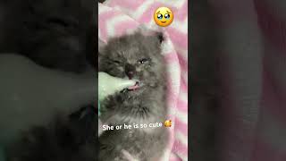 Like an subscribe if the kitten is sooo cute music song [upl. by Nnovahs]