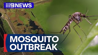 Nowhere to escape Mosquitoes ravage Sydney communities  9 News Australia [upl. by Peednama]