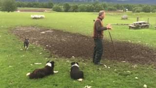 Scottish Sheepdogs in Action  Full Demonstration [upl. by Ardna22]