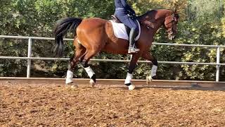 dressage horse trotting in slow motion [upl. by Inilam197]