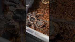 Fernando the Tliltocatl Vagans ♥️ inverts invertebrates spider spiderspecies insects tarantula [upl. by Ilsa]