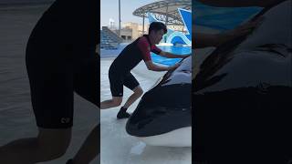 Giant dolphin fish was found inside the swimming pool  shortvideos [upl. by Bevers226]