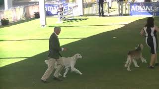 Saluki Sydney Royal Dog Show 2019 [upl. by Zackariah]